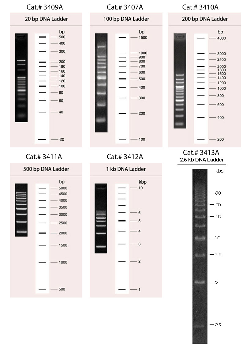 1-kbp-dna-ladder-home-design-ideas